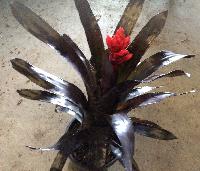 BCR Bromeliad Cultivar Register>