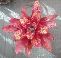 BCR Bromeliad Cultivar Register>