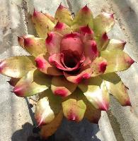 BCR Bromeliad Cultivar Register>