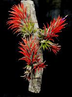 BCR Bromeliad Cultivar Register>